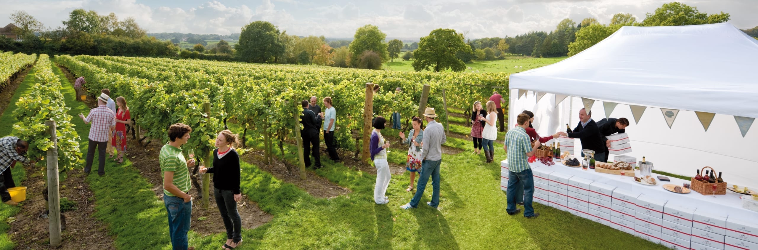 People talking at a vineyard